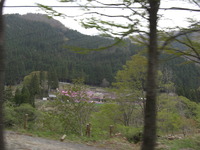 Shibazakura of Kunita Fam.