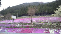 Shibazakura of Kunita Fam.