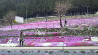 Shibazakura of Kunita Fam.