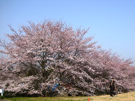 タクシー桜バージョン