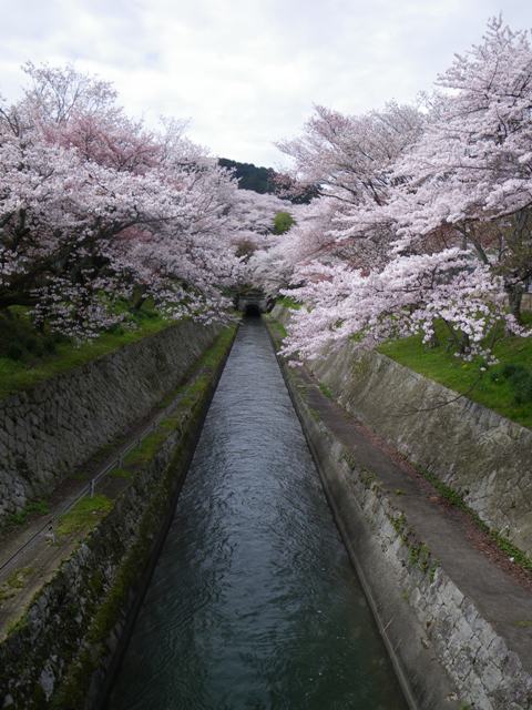 三井寺から琵琶湖疏水を通って山科まで