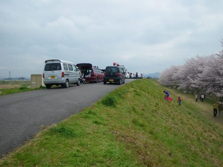 桜　＠笠原桜公園