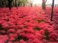 彼岸花の名所　曼珠沙華の里「巾着田」＠埼玉県日高市