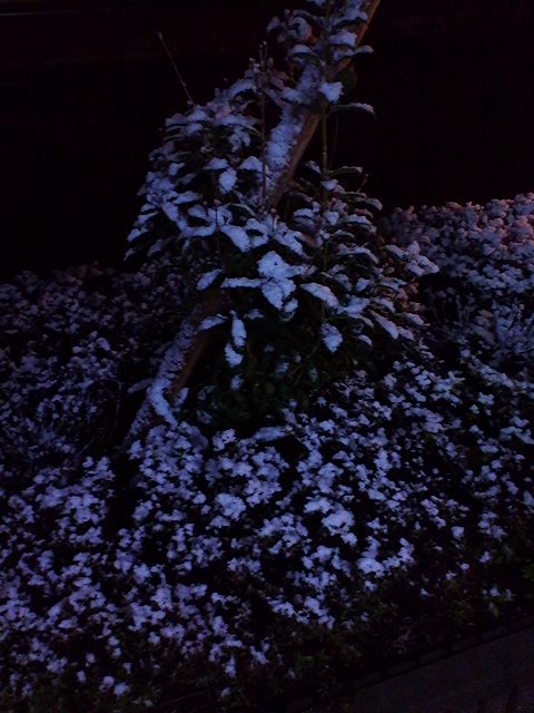 守山も雪が降っています