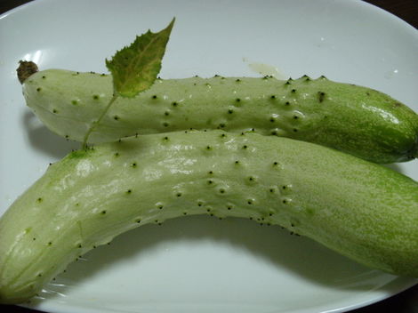 トマトの横植え