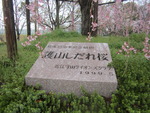 サクラ
