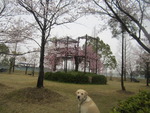 サクラ