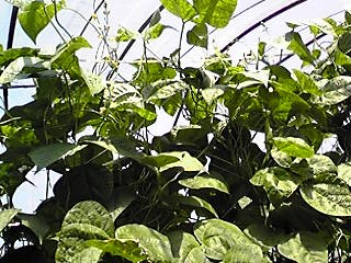 ケンタッキーいんげん豆