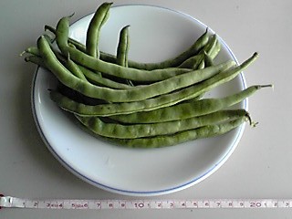 ケンタッキーいんげん豆