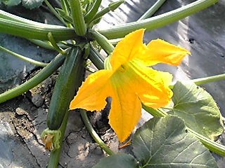 ズッキーニの花