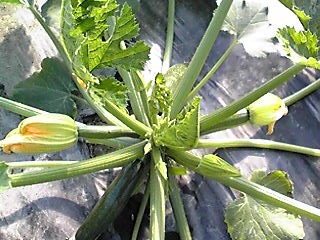 ズッキーニの花