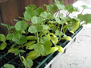 夏野菜の苗
