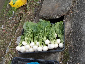 京野菜　in　修学院