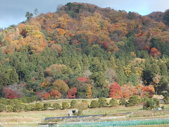 京野菜　in　修学院