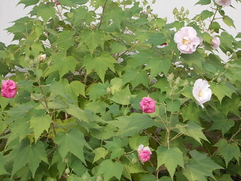 花のお寺　真如堂
