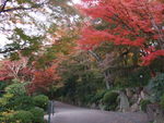 紅葉がたくさん
