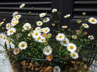 ５月の花たち