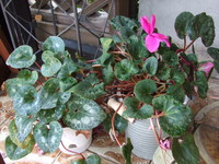 ５月の花たち