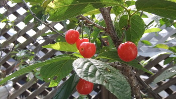 ５月の花たち