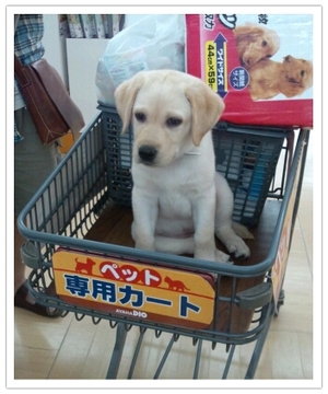 ゆめ　ホームセンターへ行く