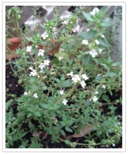 ハーブの花