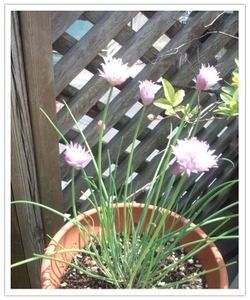ハーブの花