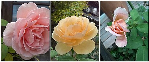 夏のバラ