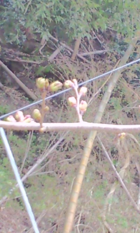 4月9日桜情報