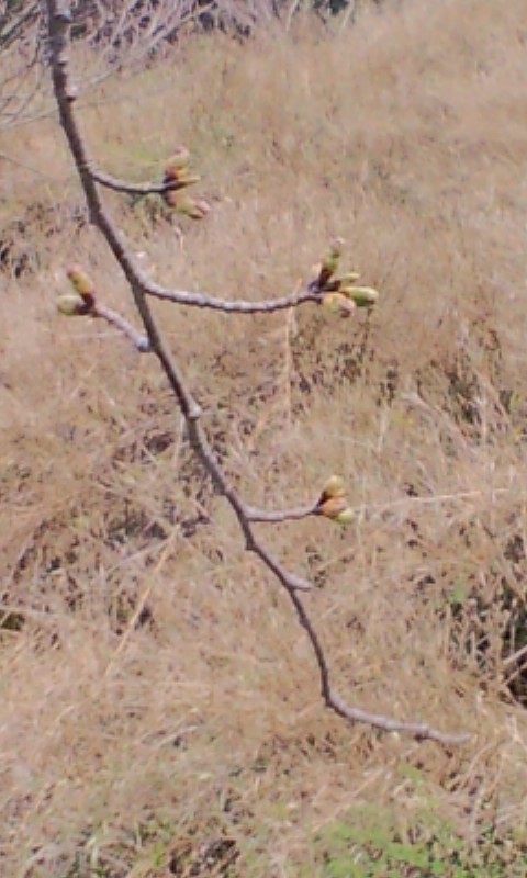 4月9日桜情報