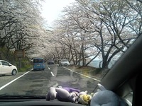海津大崎が満開