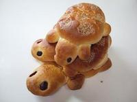 カメのパン