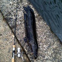お一人様お気軽釣りコース in 琵琶湖 のはずが．．．