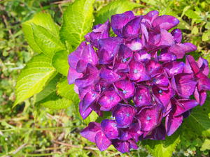 紫陽花青紫
